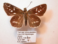 Hypoleucis ophiusa ophiusa