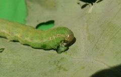Copitarsia