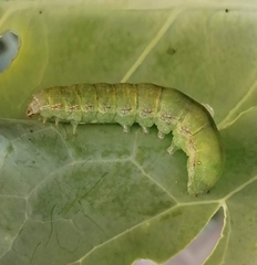 Copitarsia