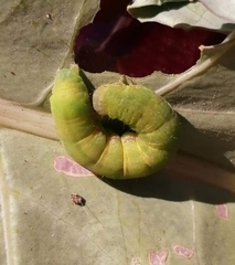 Copitarsia