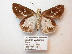 Hypoleucis ophiusa ophiusa