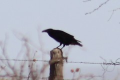 Corvus cryptoleucus