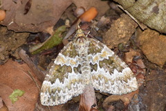 Electrophaes corylata