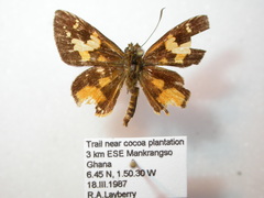 Pardaleodes sator sator