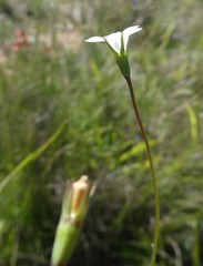 Wahlenbergia androsacea
