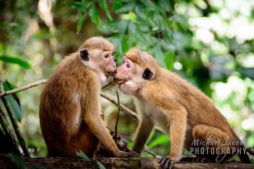 Toque Macaque, photo 2 of 10