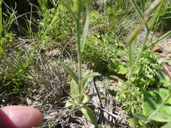 Wahlenbergia androsacea