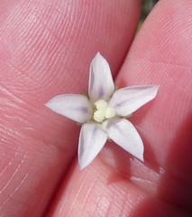 Wahlenbergia androsacea