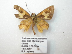 Pardaleodes sator sator