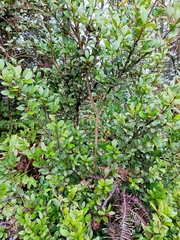 Syzygium buxifolium