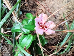 Melastoma dodecandrum