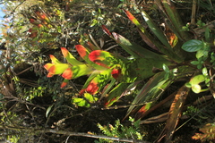 Guzmania gloriosa