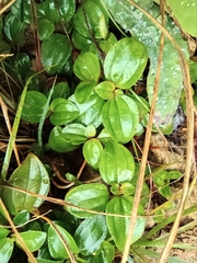 Melastoma dodecandrum