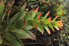 Guzmania gloriosa