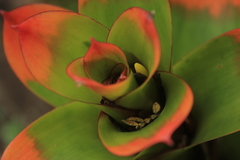 Guzmania gloriosa