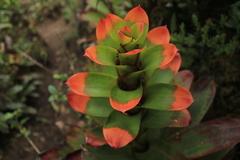 Guzmania gloriosa