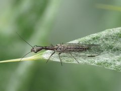 Harraphidia laufferi