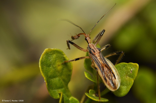 Repipta argentinensis