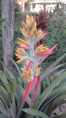 Aechmea aquilega