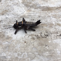 Monticomorpha flavolimbata