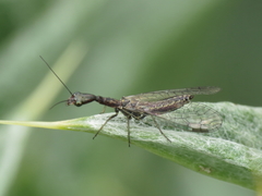 Harraphidia laufferi