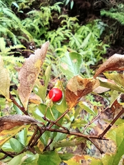 Photinia parvifolia