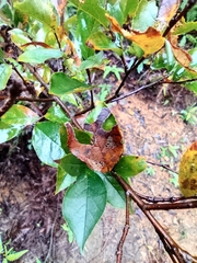 Photinia parvifolia