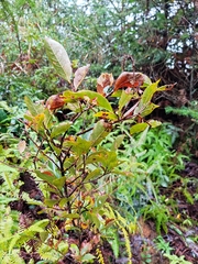 Photinia parvifolia