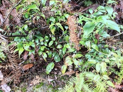 Vaccinium bracteatum