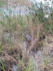 Egretta tricolor image