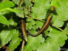 Green-Headed Shade Lizards photo 3