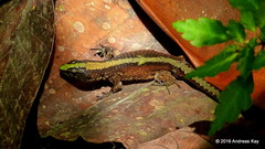 Green-Headed Shade Lizards photo 4