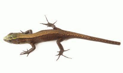 Green-headed Shade Lizards