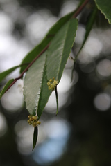 Phyllonoma laticuspis