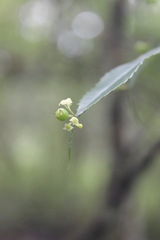 Phyllonoma laticuspis