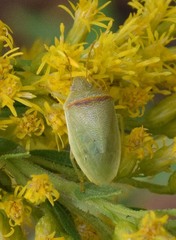 Piezodorus guildinii