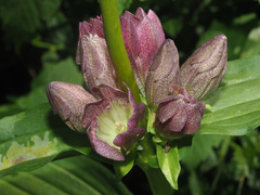 Gentiana pannonica