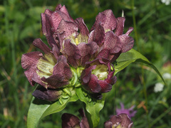 Gentiana pannonica