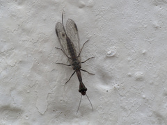 Harraphidia laufferi