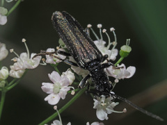 Anogcodes fulvicollis