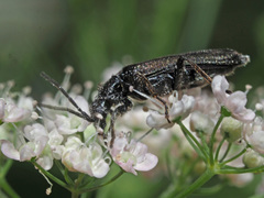 Anogcodes fulvicollis