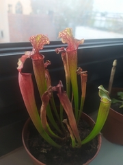Sarraceniaceae