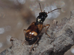 Bembidion articulatum