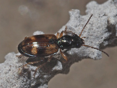 Bembidion articulatum