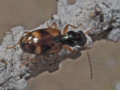 Bembidion articulatum