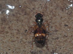 Bembidion articulatum