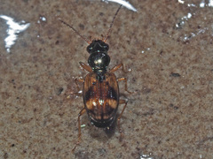Bembidion articulatum