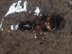 Bembidion articulatum
