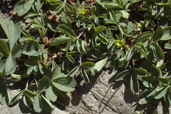 Sibbaldia parviflora
