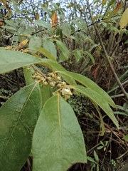 Litsea cubeba